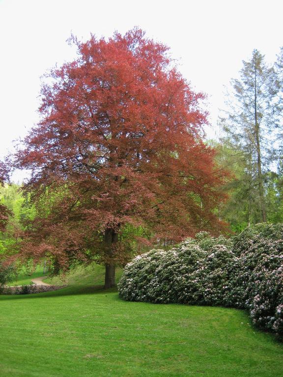 Augustenhof Bad Elster Exteriör bild
